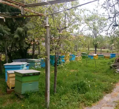 Цветя от работилничка Цветно медарче