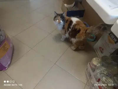 Зоомагазин Adi cat