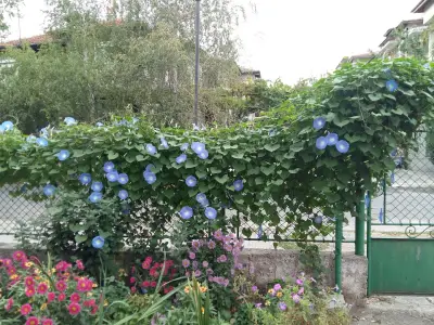 Булсатком