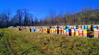 Био пчеларска ферма "Чорбаджийски мед"