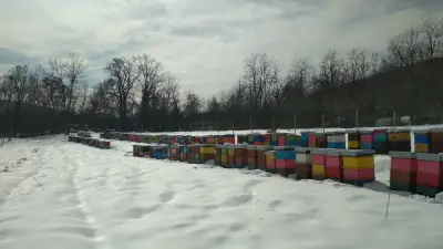 Био пчеларска ферма "Чорбаджийски мед"