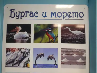 ДЕТСКА Градина 3 ЗВЪНЧЕ (ДГ)