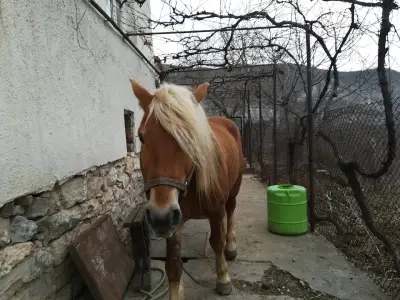 Д-Р АТАНАСОВА-ПАВЛОВА, ГИНКА