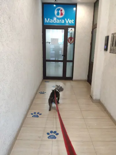 Мадара вет
