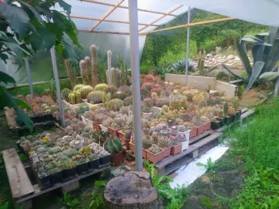 Оранжерия за кактуси M&J