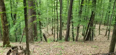 Койчевата къща