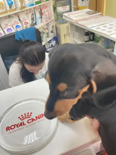 Veterinary Clinic "Zooland"