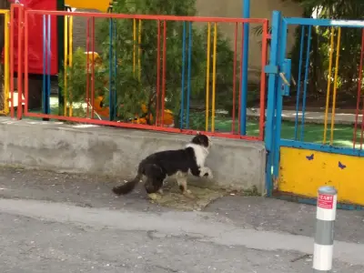 Ветеринарен кабинет МУЛТИВЕТ