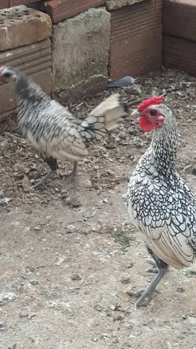 Развъдник за папагали