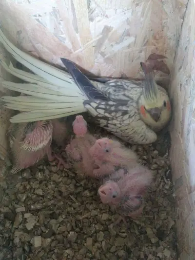 Развъдник за папагали