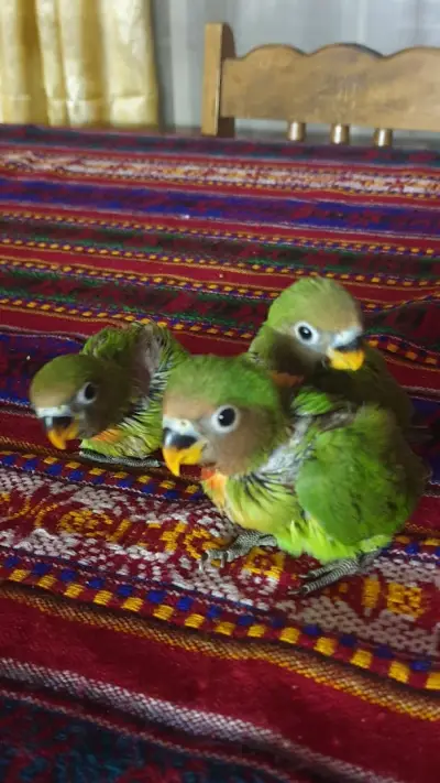 Развъдник за папагали