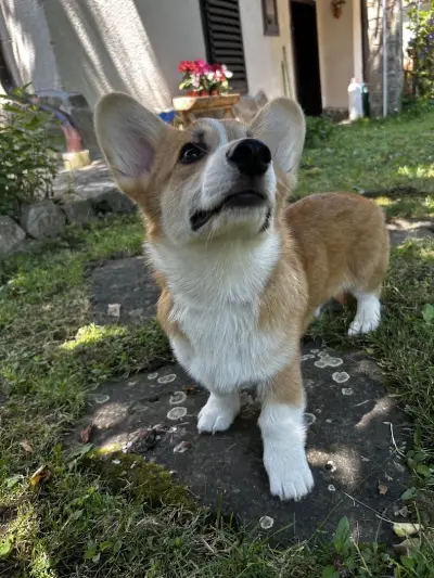 Ветеринарна клиника Animal Emergency