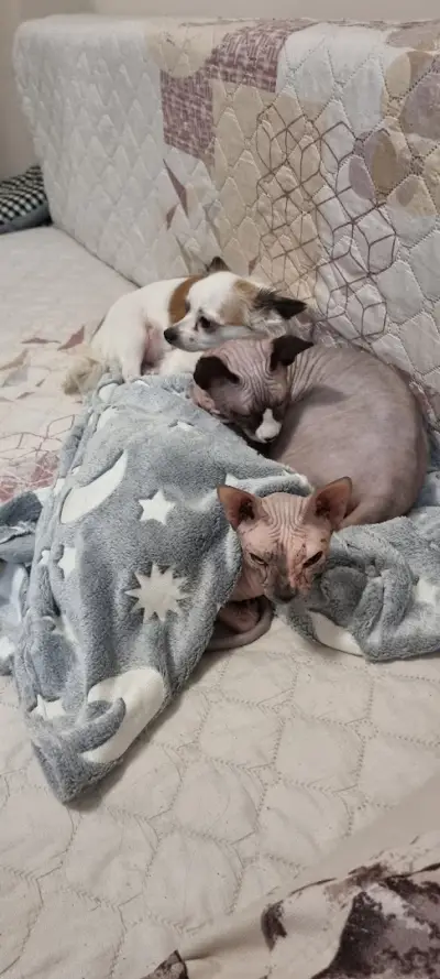 Ветеринарна клиника Animal Emergency