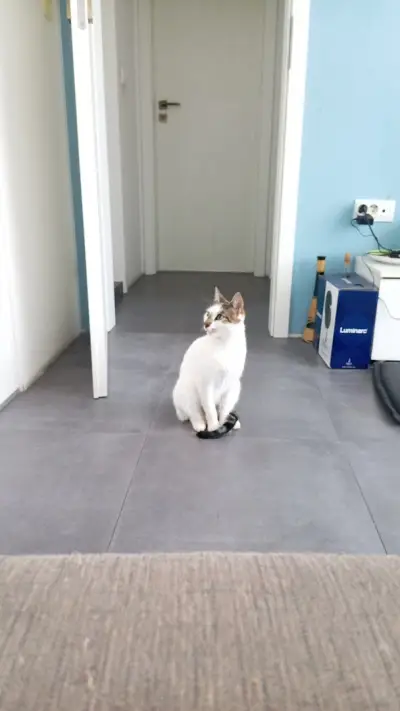 Ветеринарна клиника Animal Emergency
