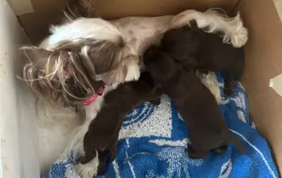 Ветеринарна клиника Animal Emergency