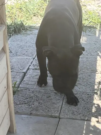 Ветеринарна клиника Animal Emergency