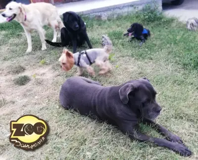 Хотел за домашни любимци Zoo занималня