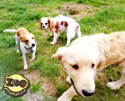 Хотел за домашни любимци Zoo занималня