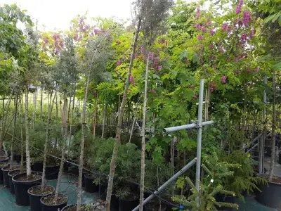 Градински център "Heaven Gardens" Българово | Декоративни Дървета и Храсти | Треви и Цъфтяща Растителност