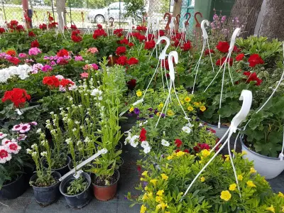 Градински център "Heaven Gardens" Българово | Декоративни Дървета и Храсти | Треви и Цъфтяща Растителност