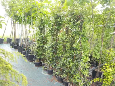 Градински център "Heaven Gardens" Българово | Декоративни Дървета и Храсти | Треви и Цъфтяща Растителност