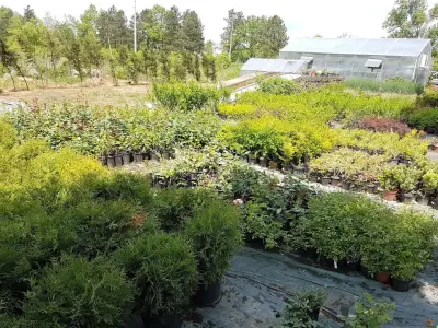 Градински център "Heaven Gardens" Българово | Декоративни Дървета и Храсти | Треви и Цъфтяща Растителност