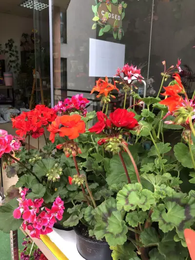 Цветарски магазин ,,City Flowers"