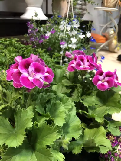 Цветарски магазин ,,City Flowers"