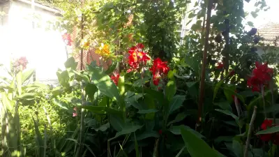 Кметство Джулюница