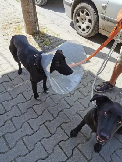Ветеринарна клиника и Аптека