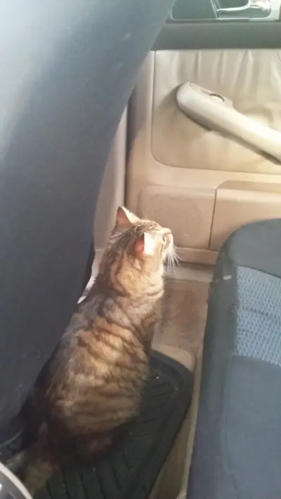 Д-Р ИЛИЯН СТОЯНОВ