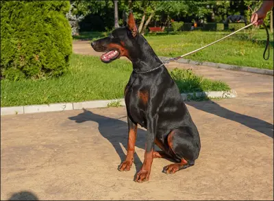 Defender of Bulgaria kennel