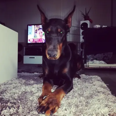 Defender of Bulgaria kennel