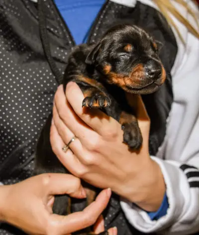 Defender of Bulgaria kennel
