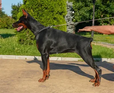 Defender of Bulgaria kennel