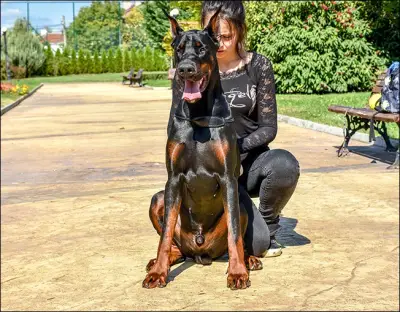 Defender of Bulgaria kennel
