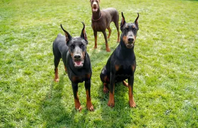 Defender of Bulgaria kennel