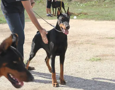 Defender of Bulgaria kennel