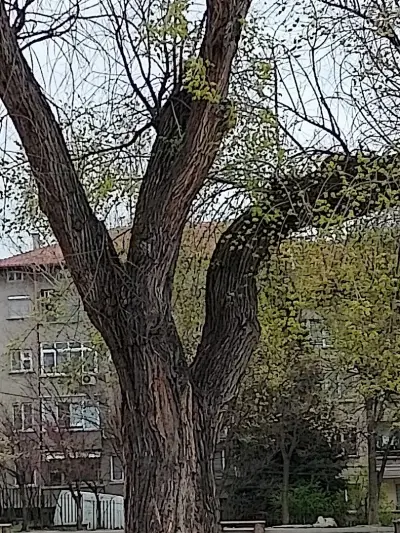 СУ "Св. Паисий Хилендарски"