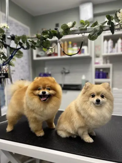 Груминг Студио Спа & Бутик 4PET