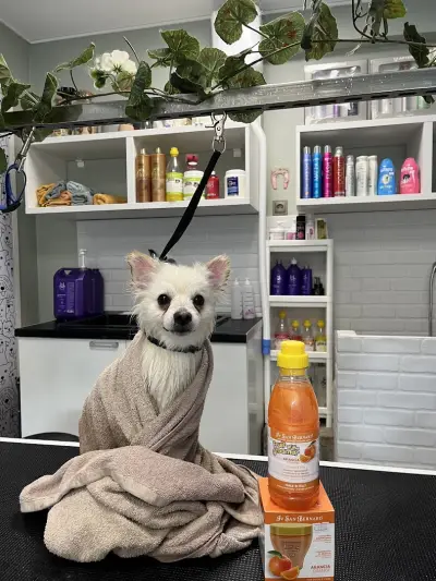 Груминг Студио Спа & Бутик 4PET