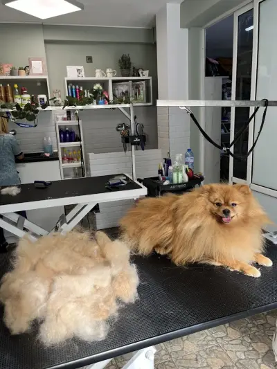 Груминг Студио Спа & Бутик 4PET