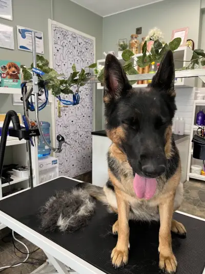 Груминг Студио Спа & Бутик 4PET