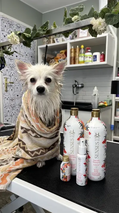 Груминг Студио Спа & Бутик 4PET