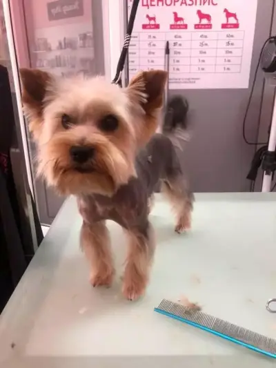 Груминг салон и зоомагазин Happy Dog