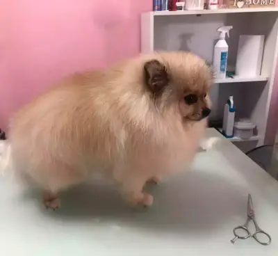 Груминг салон и зоомагазин Happy Dog