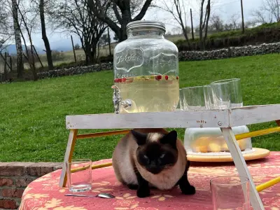 Щастливи магарета