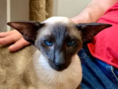 Mafiosi Cattery