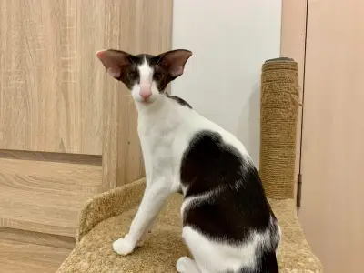 Mafiosi Cattery