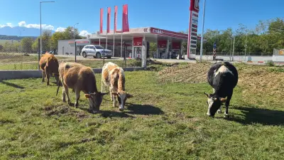 LUKOIL B 058